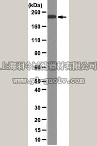 merck millipore,默克密理博,MABE60,Anti-BRG1 Antibody, clone 3G4