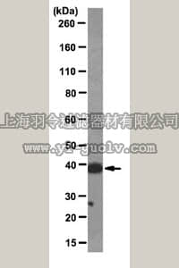 merck millipore,默克密理博,MABE61,Anti-macro-H2A1.2 Antibody, clone 14G7