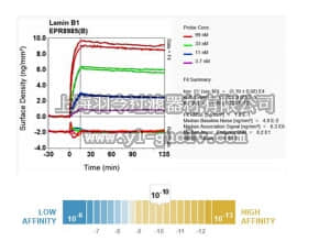 merck millipore,默克密理博,MABE622,Anti-Lamin B1, clone EPR8985(B), Rabbit Monoclonal Antibody