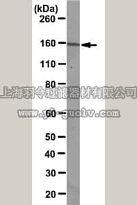 merck millipore,默克密理博,MABE64,Anti-TDRD7 Antibody, clone E6