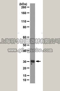 merck millipore,默克密理博,MABE65,Anti-Tristetraprolin Antibody (TTP), clone 1-3