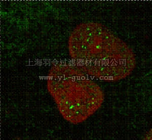 merck millipore,默克密理博,MABE70,Anti-MBNL1 Antibody, clone 4A8