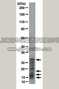 merck millipore,默克密理博,MABE71,Anti-Histone Antibody, Pan, clone F152.C25.WJJ
