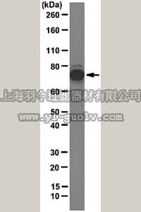 merck millipore,默克密理博,MABE72,Anti-Ash2 Antibody, clone 7E1