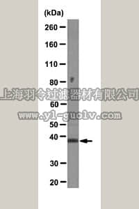 merck millipore,默克密理博,MABE74,Anti-Myf-5 Antibody, clone 1E2G4