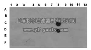 merck millipore,默克密理博,MABE76,Anti-phospho-Histone H3 (Ser28) Antibody, clone HTA28