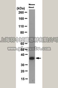 merck millipore,默克密理博,MABE82,Anti-MyoD1 Antibody, clone 2D1.1