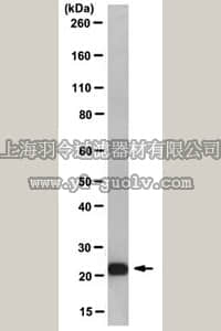 merck millipore,默克密理博,MABE866,Anti-Mad2 Antibody, clone AS55-A12