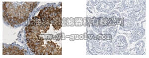 merck millipore,默克密理博,MABE895,Anti-Piwi-like protein 1 Antibody, clone 1A5