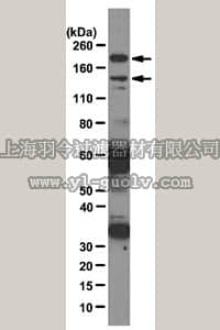 merck millipore,默克密理博,MABE89,Anti-Brm Antibody, clone 1H7A10