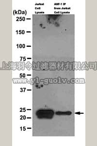 merck millipore,默克密理博,MABE90,Anti-ASF1a Antibody, clone MPH7