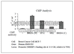 merck millipore,默克密理博,MABE918,Anti-Brd4 Antibody, clone 1F11