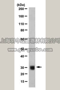 merck millipore,默克密理博,MABE936,Anti-ASF-1 Antibody, clone AK-96