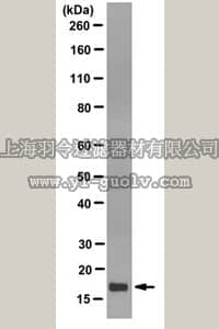 merck millipore,默克密理博,MABE951,Anti-Histone H3.3 Antibody, clone 6C4A3