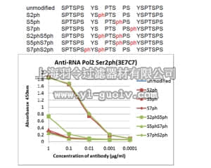 merck millipore,默克密理博,MABE953,Anti-phospho RNA Pol II (Ser2), clone 3E7C7 Antibody