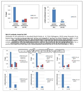 merck millipore,默克密理博,MABE982,Anti-RBP-Jk, clone 1F1 Antibody