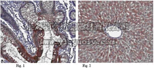 merck millipore,默克密理博,MABF106,Anti-Viperin Antibody, clone MaP.VIP