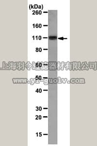 merck millipore,默克密理博,MABF108,Anti-CYLD Antibody, clone 16A1