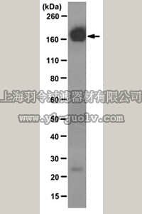 merck millipore,默克密理博,MABF119,Anti-EGFR Antibody, clone 528 (Azide-free)