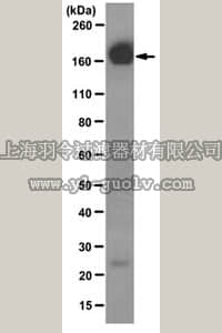 merck millipore,默克密理博,MABF120,Anti-EGFR Antibody, clone 225 (Azide-free)