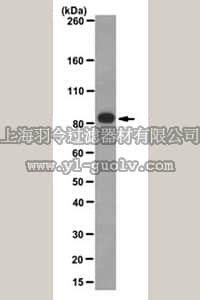 merck millipore,默克密理博,MABF121,Anti-SV40 Large T Antigen Antibody, clone PAb416