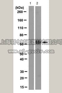 merck millipore,默克密理博,MABF125,Anti-TAP1 Antibody, clone mAb 148.3