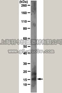 merck millipore,默克密理博,MABF12,Anti-Interleukin-17 (IL-17) Antibody, clone 1C12