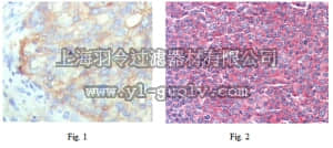 merck millipore,默克密理博,MABF187,Anti-KARS Antibody, clone 8G12C1