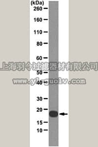 merck millipore,默克密理博,MABF18,Anti-Interleukin-1 beta (IL-1B) Antibody, clone 4A7