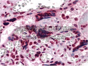 merck millipore,默克密理博,MABF191,Anti-CSF1 Antibody, clone 2D10
