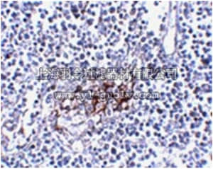 merck millipore,默克密理博,MABF204,Anti-IL-33 Antibody, clone 12B3C4