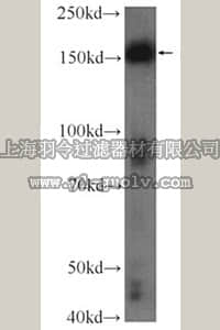 merck millipore,默克密理博,MABF209,Anti-MRC1 Antibody, clone 60143-1