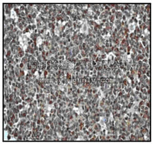 merck millipore,默克密理博,MABF21,Anti-IRF-3 (NT) Antibody, clone EPR2418Y, rabbit monoclonal