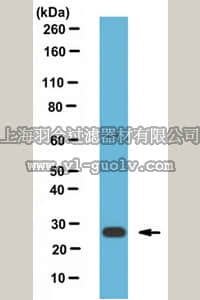 merck millipore,默克密理博,MABF240,Anti-hGITR Antibody, clone 108-17