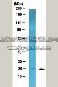 merck millipore,默克密理博,MABF241,Anti-PLGF Antibody, clone 216-17