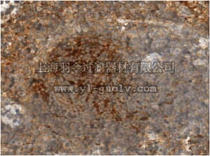 merck millipore,默克密理博,MABF267,Anti-Cochlin Antibody/COCH, clone 9A10D2