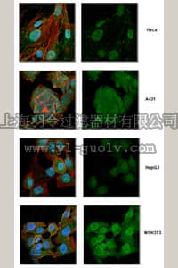 merck millipore,默克密理博,MABF268,Anti-IRF3 Antibody, clone SL-12