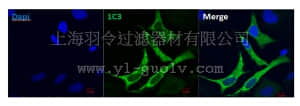 merck millipore,默克密理博,MABF297,Anti-RIG-I, clone 1C3 Antibody