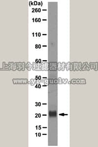 merck millipore,默克密理博,MABF29,Anti-IL-16 Antibody, clone 14.1