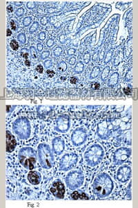 merck millipore,默克密理博,MABF31,Anti-Alpha Defensin-5 (HD5) Antibody, clone 8C8
