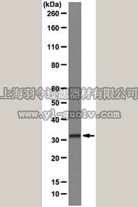 merck millipore,默克密理博,MABF33,Anti-MHC class II (I-A/I-E) Antibody, clone M5/114