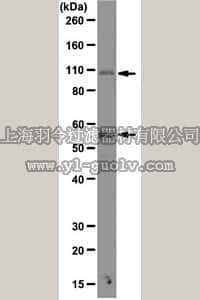merck millipore,默克密理博,MABF39,Anti-DC-STAMP Antibody, clone 1A2