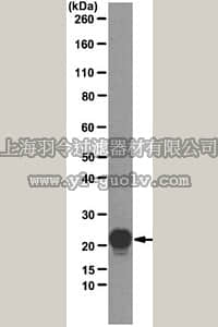 merck millipore,默克密理博,MABF41,Anti-Interleukin-6 (IL-6) Antibody, clone 1G3