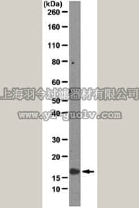 merck millipore,默克密理博,MABF49,Anti-Interleukin-22 (IL-22) Antibody, clone 2D5