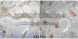 merck millipore,默克密理博,MABF63,Anti-Activation-induced cytidine deaminase (AID) Antibody, clone 328.8