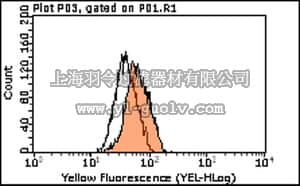 merck millipore,默克密理博,MABF80,Anti-T-bet (TBX21) Antibody, clone 12E4.1