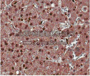 merck millipore,默克密理博,MABF81,Anti-ROR gamma T Antibody, clone 6F3.1