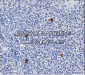 merck millipore,默克密理博,MABF94,Anti-BDCA-2 Antibody, clone 10E6.1