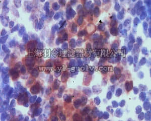 merck millipore,默克密理博,MABF99,Anti-DC-SIGN Antibody, clone BMD30