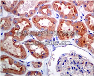 merck millipore,默克密理博,MABN1023,Anti-alpha SNAP Antibody, clone EPR7372, rabbit monoclonal
